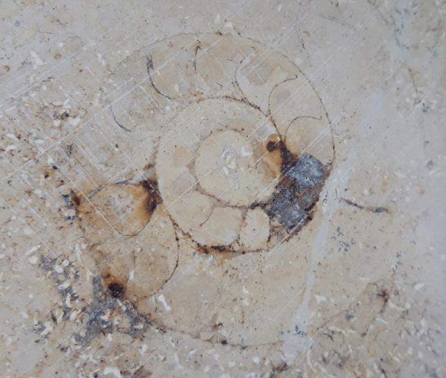 Aulacostephanus sp. (SUTNER & POMPECKJ in TORNQUIST 1896) - Bild &copy; FossNet FossilienStore